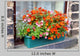 Window Box Old English Wall Decal