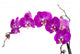 Purple Orchid Stem Wall Decal