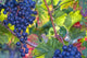 Blue Grapes Sunlight Wall Decal