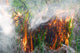 Fire Nature Wall Decal