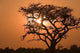 Sunrise Moremi Wall Decal