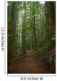Rain Forest Path Wall Decal