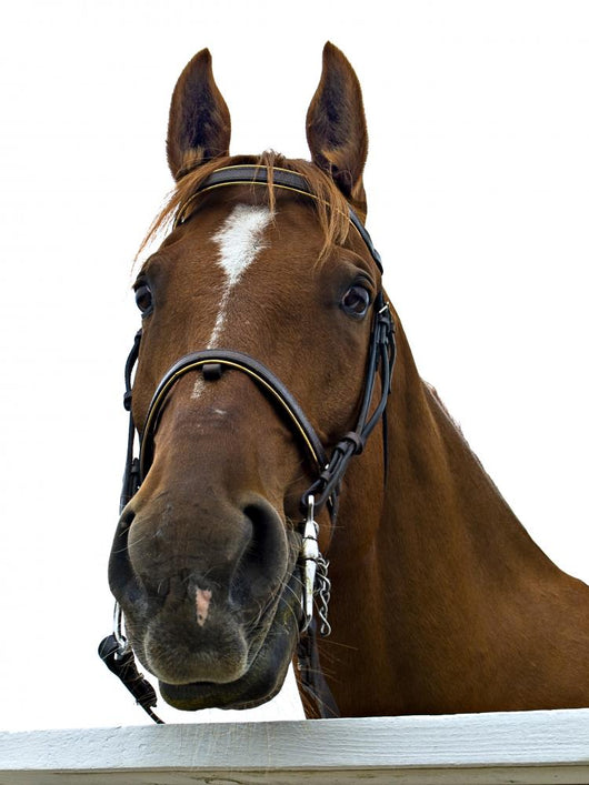 Portrait Horse Wall Decal