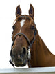 Portrait Horse Wall Decal