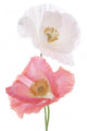 Poppy Wall Decal