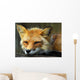Resting Red Fox Wall Decal