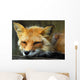 Resting Red Fox Wall Decal