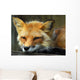 Resting Red Fox Wall Decal