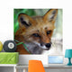 Red Fox Close-up Wall Decal