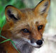 Red Fox Close-up Wall Decal