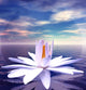 White Lotus Flower Reflected Wall Decal