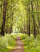 Path Sunny Summer Forest Wall Decal