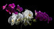 Purple and White Orchid Wall Decal