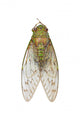 Cicada Wall Decal
