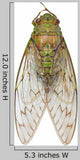 Cicada Wall Decal