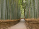 Kyoto Bamboo Grove Wall Decal
