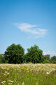 Meadow with Trees Wall Decal