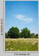 Meadow with Trees Wall Decal