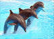 Three Dolphins Wall Decal
