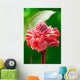 Torch Ginger Etlingera Elatior Wall Decal