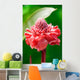 Torch Ginger Etlingera Elatior Wall Decal