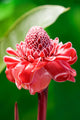 Torch Ginger Etlingera Elatior Wall Decal