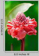 Torch Ginger Etlingera Elatior Wall Decal