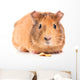 Guinea Pig with Seeds Wall Decal