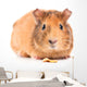 Guinea Pig with Seeds Wall Decal