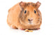 Guinea Pig with Seeds Wall Decal
