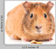 Guinea Pig with Seeds Wall Decal