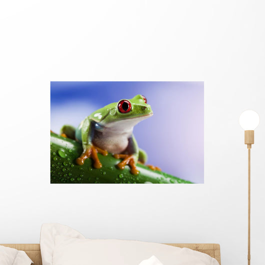 Tree Frog Close-up Wall Decal