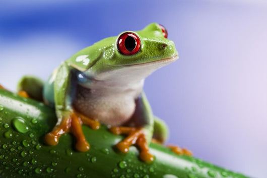 Tree Frog Close-up Wall Decal