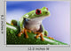 Tree Frog Close-up Wall Decal