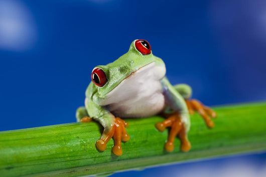 Tree Frog on Bamboo Wall Decal