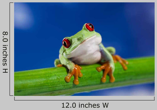 Tree Frog on Bamboo Wall Decal