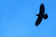 Lone Raven Wall Decal