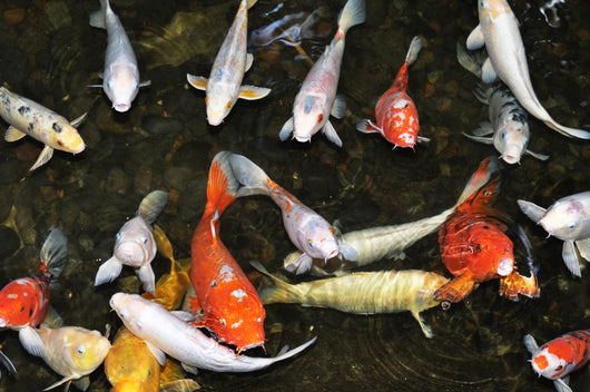 Koi Pond with Fish Wall Decal