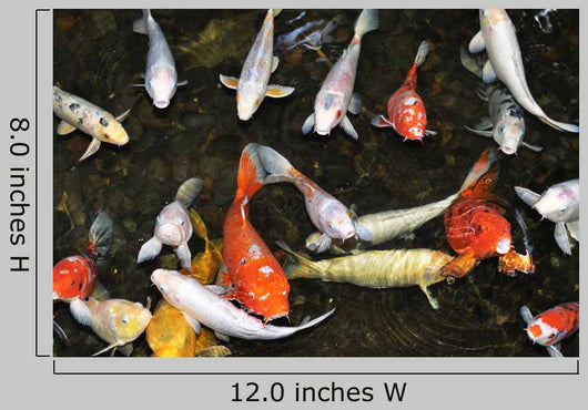 Koi Pond with Fish Wall Decal