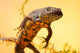 Great Crested New or Wall Decal
