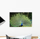 Peacock with Tail Fanned Out Wall Decal