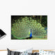 Peacock with Tail Fanned Out Wall Decal