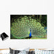 Peacock with Tail Fanned Out Wall Decal