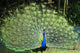 Peacock with Tail Fanned Out Wall Decal