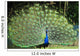 Peacock with Tail Fanned Out Wall Decal