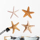 Starfish Wall Stickers Wall Decal