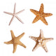 Starfish Wall Stickers Wall Decal