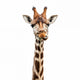 Funny Giraffe Face Wall Decal