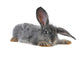 Grey Rabbit Wall Decal