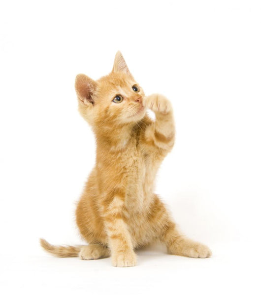 Yellow Cat Swinging Toy Wall Decal